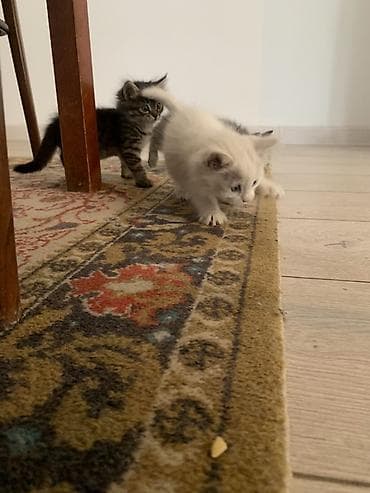 ош ишкаван: Пушистые котята - Окрас: несколько тигровых (коричневый табби с — 5