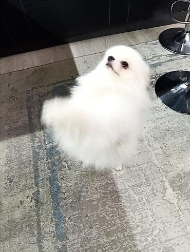 русский охотничий спаниель купить: Шпиц, 4 месяца, Самец — 5