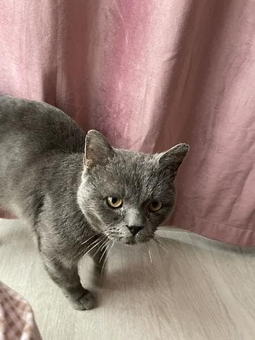 Продажа кошек: Британский короткошёрстный кот, окрас сплошной серый (blue). Плотный — 5