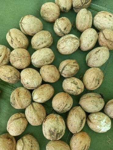 уголь кара кече бишкек цена: Орехи грецкие — 3