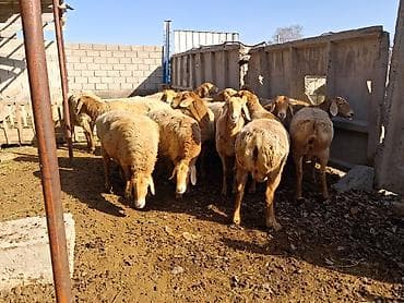 Үй жаныбарлары үчүн товарлар: Сатам | Кочкор (эркек) | Арашан | Бооз, Ургаачы — 2