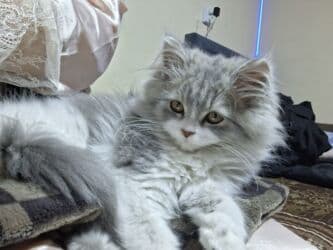 кукольный домик бу: Скотиш Страйт (Шотландская прямоухая), 3 месяца, девочка, Приучена в — 2