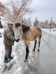 дом для котов: Продаю | Жеребец | Кара Жорго | Рабочий | Осеменитель — 3