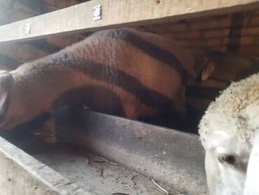 Аквариумы: Продаю | Овца (самка) | На забой, Для разведения — 2