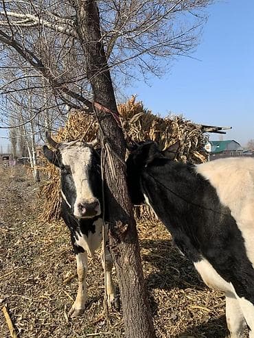 Ветеринар кызматы: Сатам | Уй (ургаачы) | Сүт алуу үчүн | Байланган — 3