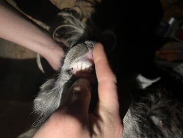 Кошки: Продаю | Козёл (самец) | На забой, Для разведения | Осеменитель — 1