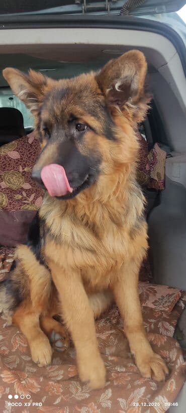 грызуны домашние: Продается 6 мес подрощенный щенок немецкой овчарки с полным пакетом — 4