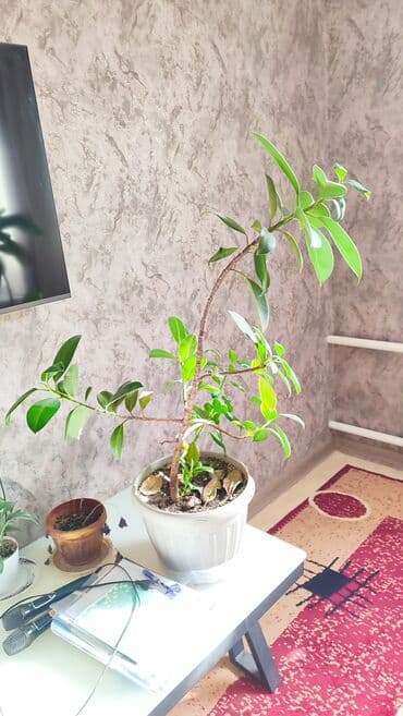 шай мускат: Продам комнатные пальмы — 5