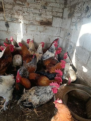 Башка жаныбарлар: Петухи большие — 10