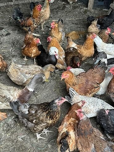 Продаю | Куры | Домашняя, Кучинская | На забой, Для разведения, Несушки