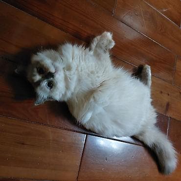 стоимость бенгальских кошек: Рэгдолл, 11 месяцев, Девочка, Приучена к лотку — 2