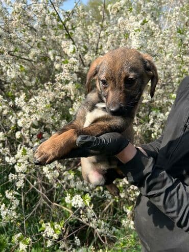 домик для собаки уличный: Ищем дом замечательной девочке. Привита,обработана. Привезём сами при — 1