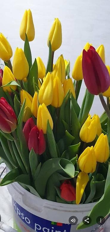 тюльпан оптом бишкек: Тюльпаны цветы собственного производства.Голланские ЛУКОВИЦЫ - — 5