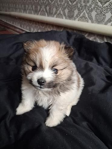 куплю собаку шпиц: Помиранский шпиц •Девочка •Родилась 14 .03.2026 •Окрас : пати-колор — 8