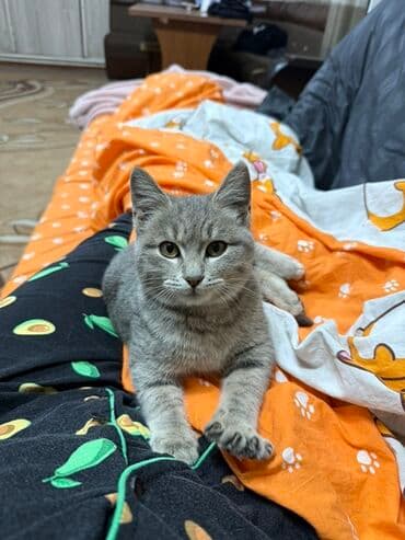 возьму кошку в добрые руки: Отдам кота в добрые руки, ооочень ласковый, игривый, рядом нужен — 2