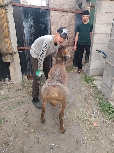 белый кошка: Продаю | Баран (самец) | На забой — 3