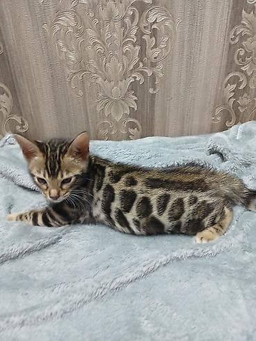 Бенгальские котята от породистой кошки. - Яркий леопардовый рисунок