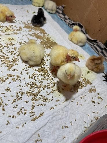 котята скоттиш страйт: Продаю | Цыплята | Для разведения — 3