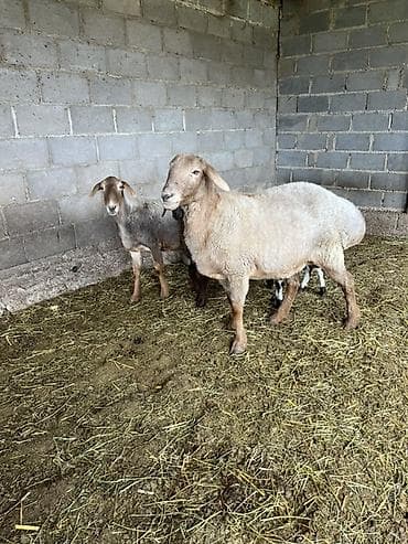 дратхаар бишкек: Сатам | Ургаачы кой (ургаачы) | Көбөйтүү үчүн | Ургаачы — 1