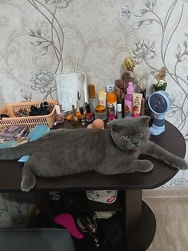 хара: Шотландский кот (скоттиш‑фолд), окрас сплошной серый (blue). Плюшевая — 3