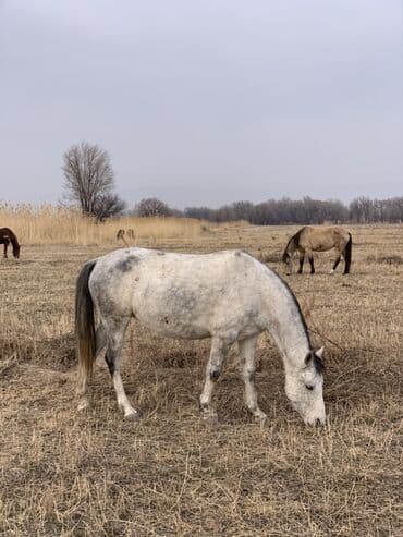 эшек сатылат: Сатам | Бээ (ургаачы) — 4
