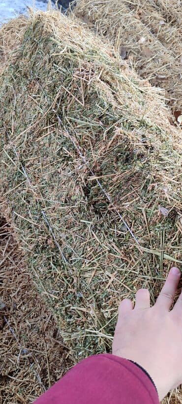 ары ящик: Тюки первый курс, сухие,зелёные и с молодого клевера. 400с за тюк без — 5