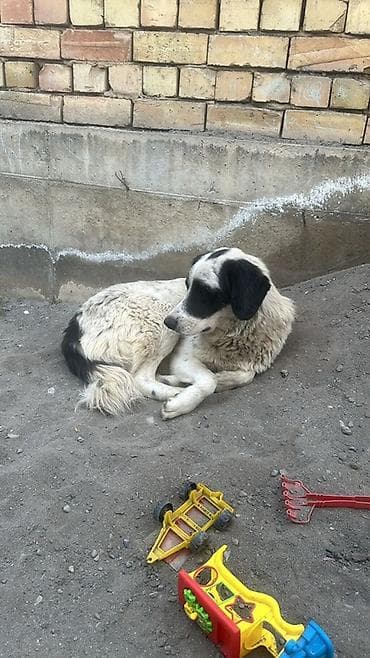 Собаки: Собака даром: Дворняжка, 2 года, Самец — 1