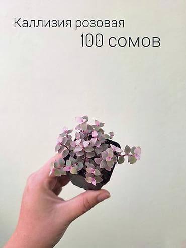 лещь: 🌿 Комнатные растения/цветы (укоренённые черенки/молодые — 3