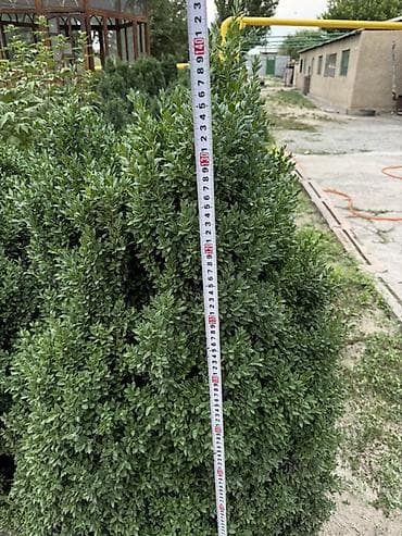 черный яшик: Самшит вечнозелёный (Buxus sempervirens) — взрослые кусты для живой — 10
