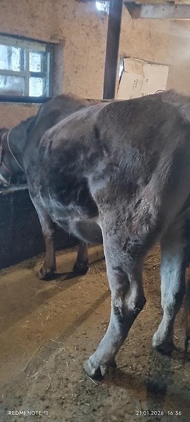 корова джерси: Продаю | Тёлка | Полукровка | Для разведения | Стельные — 5