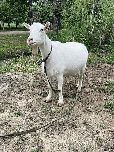 грил козу: Продаю | Коза (самка) | Зааненская | Для разведения, Для молока | Осеменитель — 3