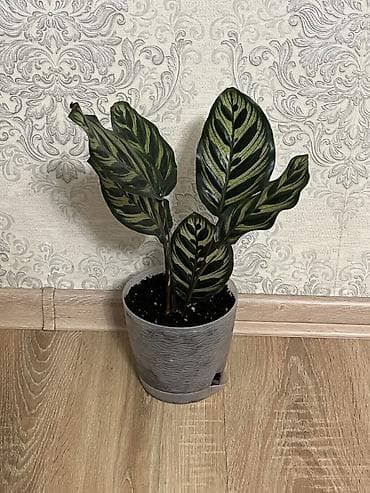 калате: Комнатные растения в декоративных горшках 1) Калатея (Calathea) с — 4
