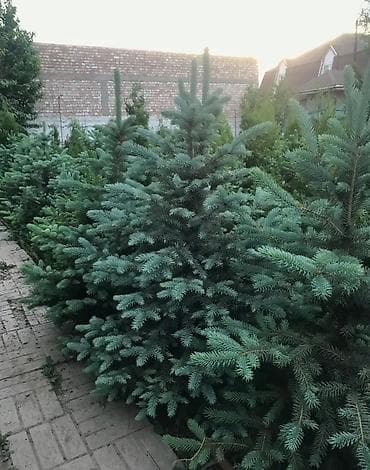 семена елки: Продаются декоративные хвойные растения 🌿🌲 -туи от 100 до 300см -ели — 7
