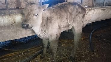 бык швиц: Продаю | Музоо, торпок | Полукровка | На откорм | Привязанные — 2