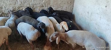 эшек жаныбар: Сатам | Козу, Кочкор (эркек) | Союуга, Көбөйтүү үчүн | Жасалма жол менен боозутуу — 5