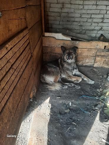 Ит бекер берем: Одам даром двух сабак адин кабель и адна самка — 3