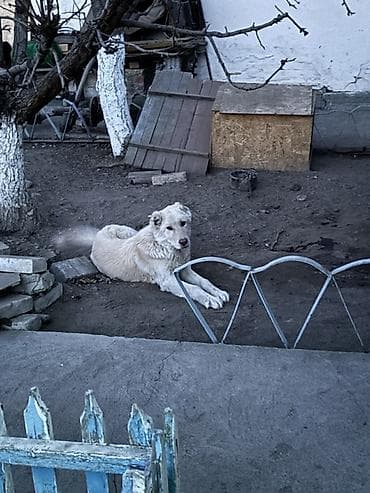 животные в добрые руки: Собака даром: Алабай, 6 месяцев, Самка — 1