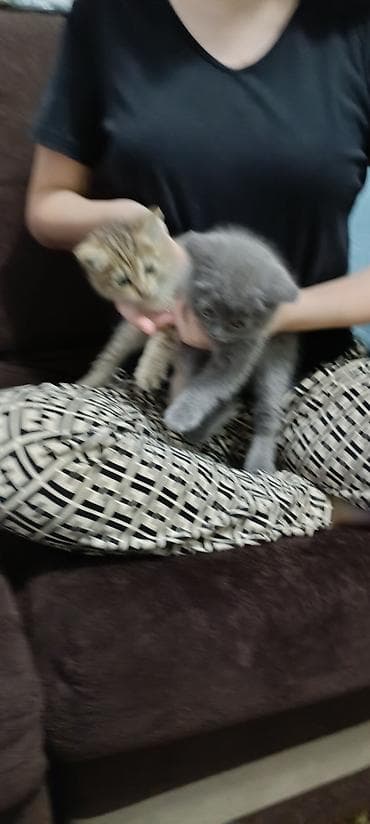 ласки: Британские котята, окрасы: сплошной голубой и тигровый табби. - — 7