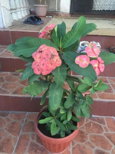 купить саженцы: Молочай от 700-1000 с в зависимости от размера — 2