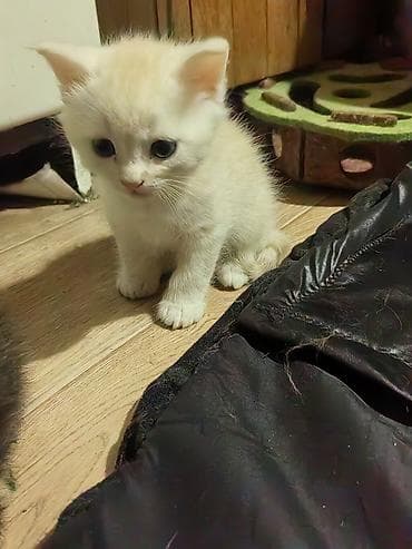 Скотиш Страйт (Шотландская прямоухая), 2 месяца, Девочка — 5