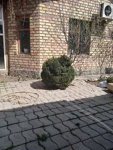 карагачева роща: Другие декоративные деревья — 1