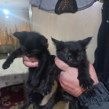 Отдам даром кошку: Котята в добрые руки! Малышам почти 2 месяца, едят корм, ходят в — 2