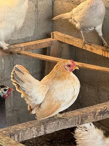 квочка квочку курук: Продаю | Куры, Петух — 3