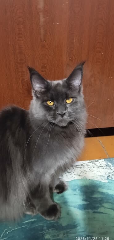 возьму собаку в хорошие руки: Мейн-кун, 7 месяцев, Девочка, Голубой — 1