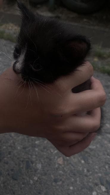 Кошки: Као-мани, 1 месяц, Мальчик, Черный, Метис — 1