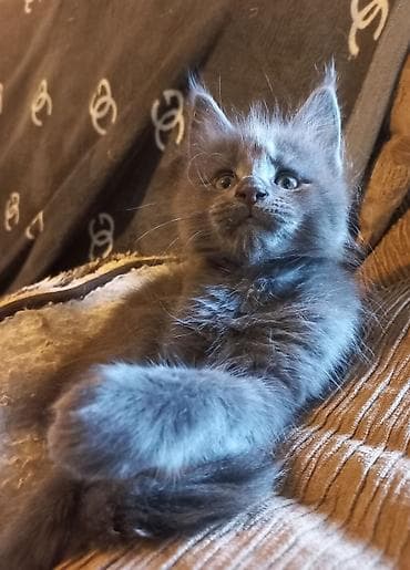 кошка серый: Спешите забронировать крупных котят породы мейн-кун от красивой пары — 1