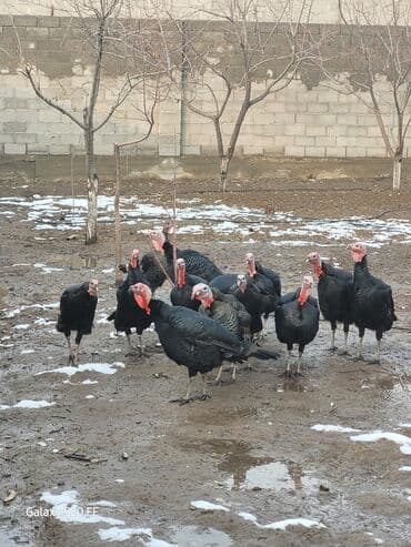 обезьяны живые: Продаю | Индюк (самец) | Для разведения | Племенные — 2