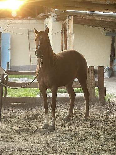 А/ч жаныбарларын сатам: Сатам | Бээ (ургаачы) | Жумушка — 2