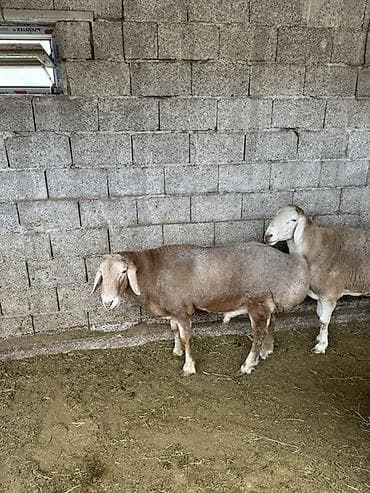 Продам с/х животных: Продаю | Баран (самец) | Арашан | Для разведения | Племенные — 5