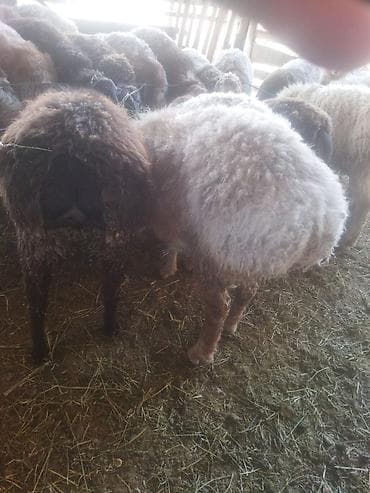 платформа пчелы: Продаю | Овца (самка) | Для разведения | Матка — 9